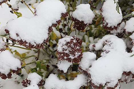 Зимняя сказка в Витебске