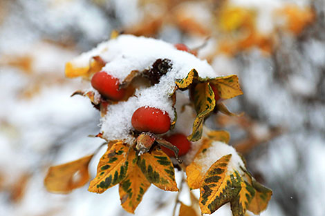 Снежное утро в Могилёве
