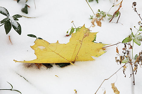 Первый снег в Гомеле 