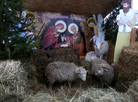 Live Nativity scene in Grodno 