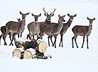 European fallow deer on the feeding ground of the Augustovo forestry