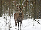 Red deer on the grounds of the Augustovo forestry