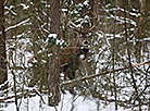 Red deer on the grounds of the Augustovo forestry