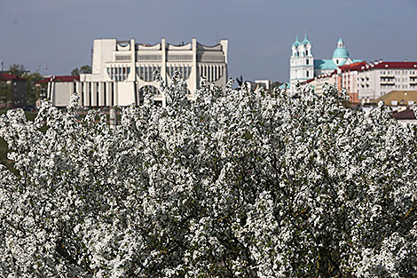 Весеннее цветение в Гродно