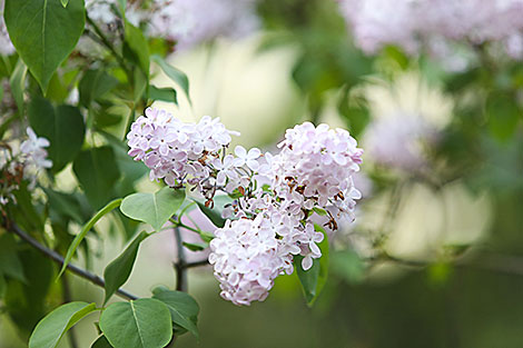 Week of Lilac at Minsk Botanical Garden