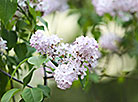 Week of Lilac at Minsk Botanical Garden