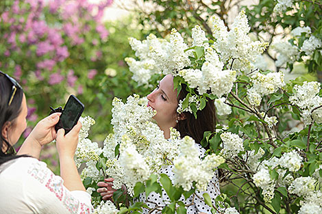 Week of Lilac at Minsk Botanical Garden