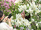 Week of Lilac at Minsk Botanical Garden