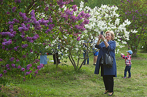 Week of Lilac at Minsk Botanical Garden