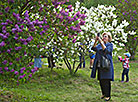 Week of Lilac at Minsk Botanical Garden