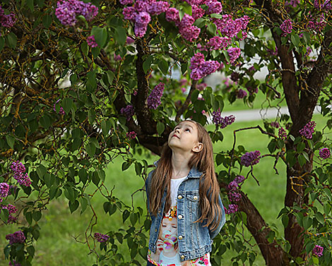 Lilac Blooms at Minsk Botanical Garden