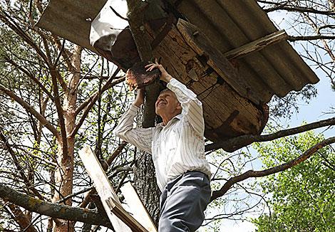 Пчеловод Николай Богуш устанавливает борть на дерево