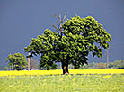 Polesie before a thunderstorm