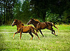 Horses