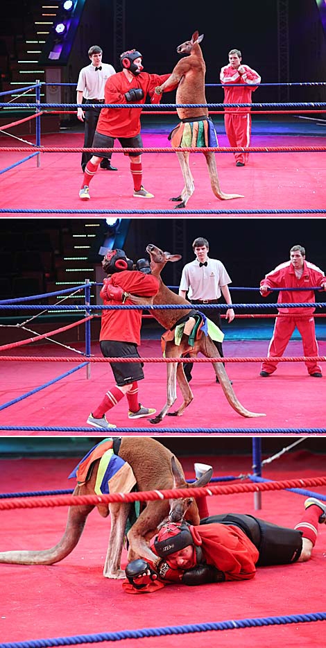 Бокс с кенгуру