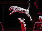 Номер заслуженного артиста России Сергея Нестерова с белыми тиграми