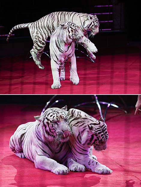 Номер заслуженного артиста России Сергея Нестерова с белыми тиграми