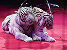 Belarusian circus launches new show 