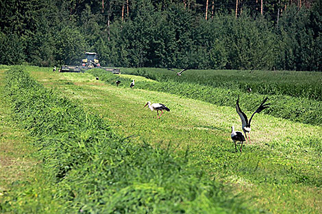 Кошение трав в Белыничском районе 
