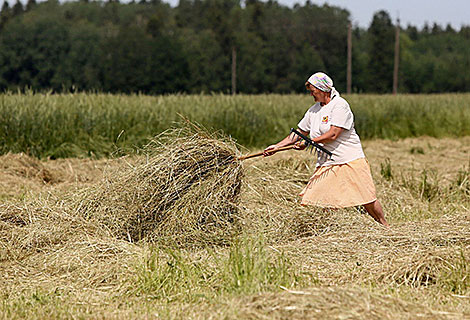 Заготовка сена в Ивьевском районе 