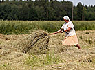 Заготовка сена в Ивьевском районе 