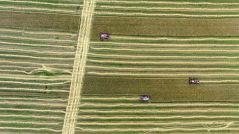 Grain harvesting in Novaya Lyubaniya farm