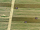 Grain harvesting in Novaya Lyubaniya farm