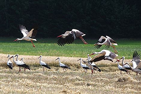 White storks in a field in Grodno Oblast
