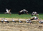 White storks in a field in Grodno Oblast