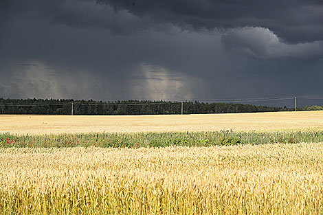 Rain storm clouds over wheat fields in Lida District 