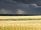 Rain storm clouds over wheat fields in Lida District 
