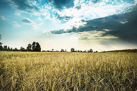 Straw bales on a grain field in Brest Oblast