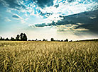 Straw bales on a grain field in Brest Oblast