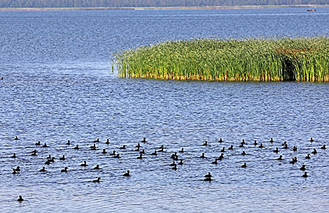 Lake Drivyaty in Braslav