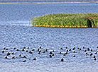 Lake Drivyaty in Braslav