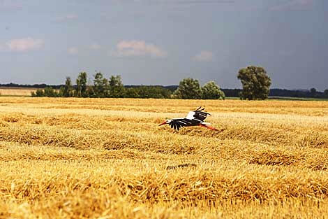 Горячая страда в Беларуси: как убирают урожай-2019 на полях страны