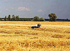 Горячая страда в Беларуси: как убирают урожай-2019 на полях страны