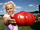 A huge 1.07kg tomato grown by the Karpovich family