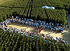 Belarusian designers stage fashion show in corn field