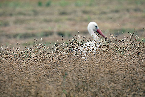 White stork in a flax field