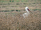 White stork in a flax field