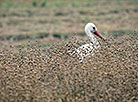 White stork in a flax field