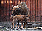 Bison twins born at Minsk Zoo