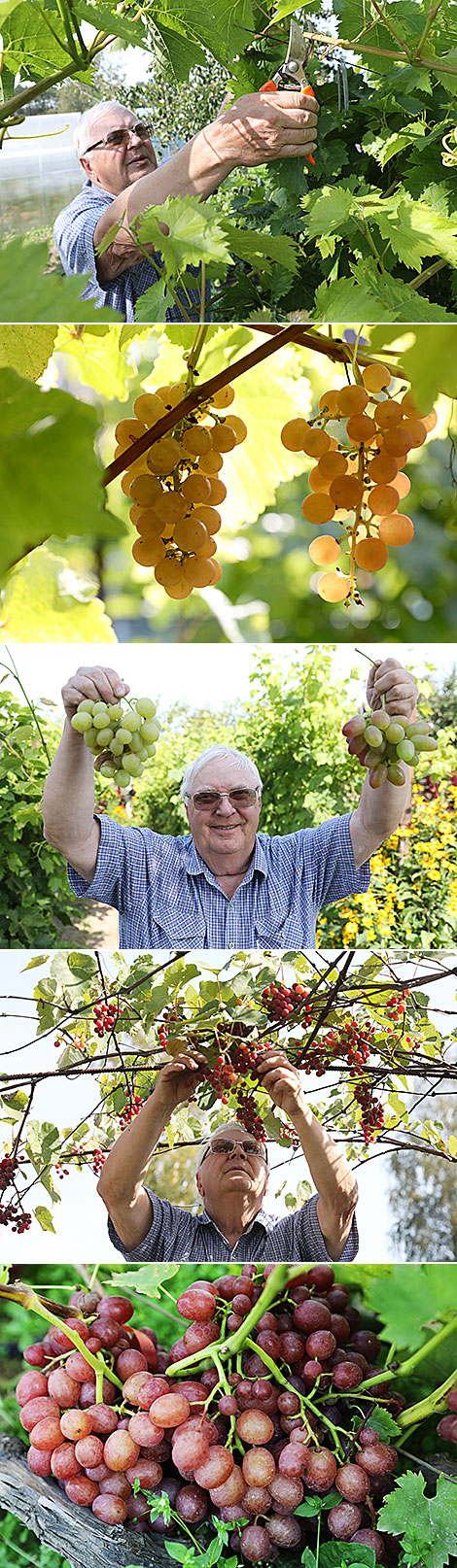 Около 170 сортов винограда выращивает Валерий Помельников 