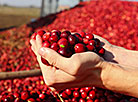 Cranberry harvesting in Brest Oblast