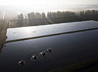 Cranberry harvesting in Brest Oblast