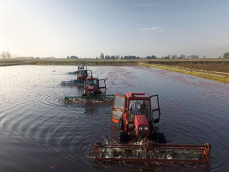 Cranberry harvesting in Brest Oblast