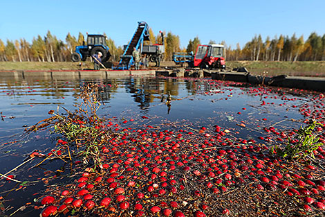 Cranberry harvesting in Brest Oblast
