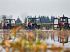 Cranberry harvesting in Brest Oblast