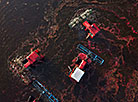 Cranberry harvesting in Brest Oblast